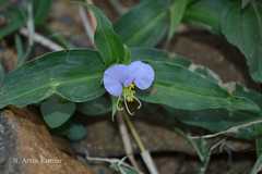 Commelina erecta